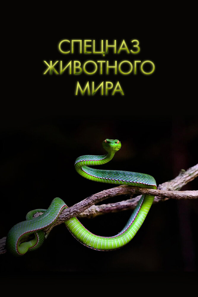 Спецназ животного мира (2018) постер
